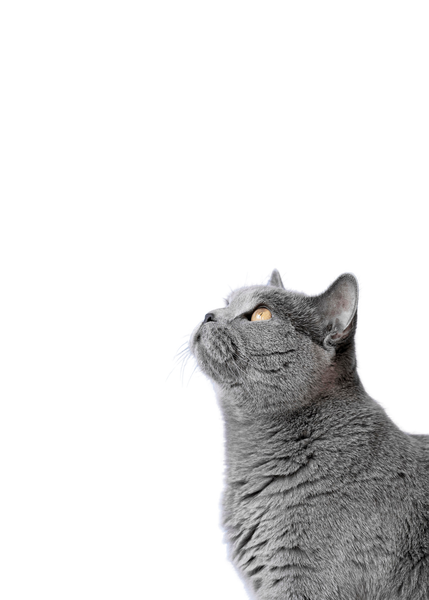Imagen 1: Gato frontal