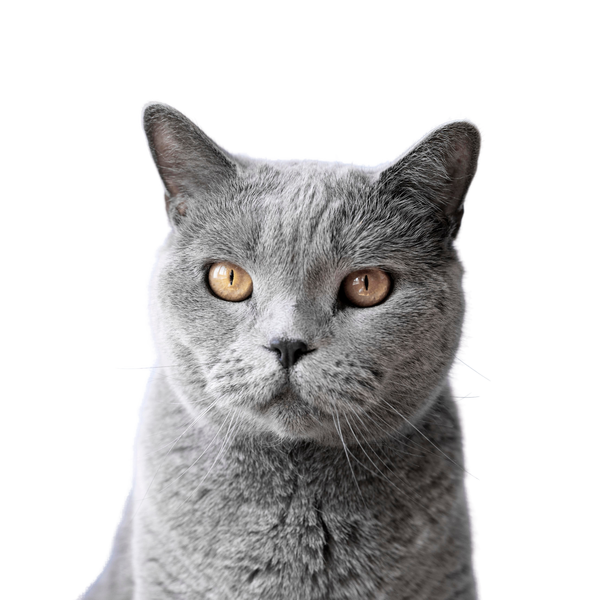 Imagen 2:Gato lateral